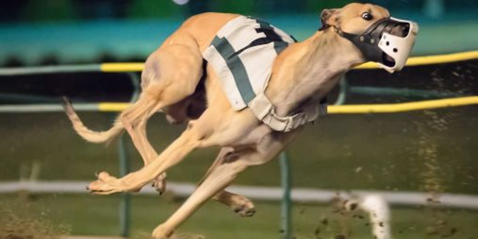 Florida Greyhound Racing Ban Does Not Violate Fifth Amendment, Judge Rules